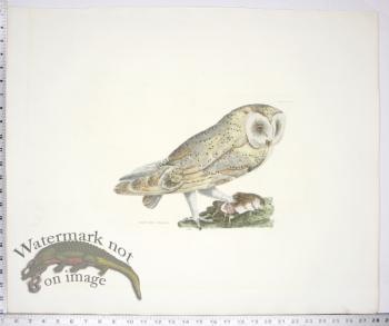 Barn Owl Female